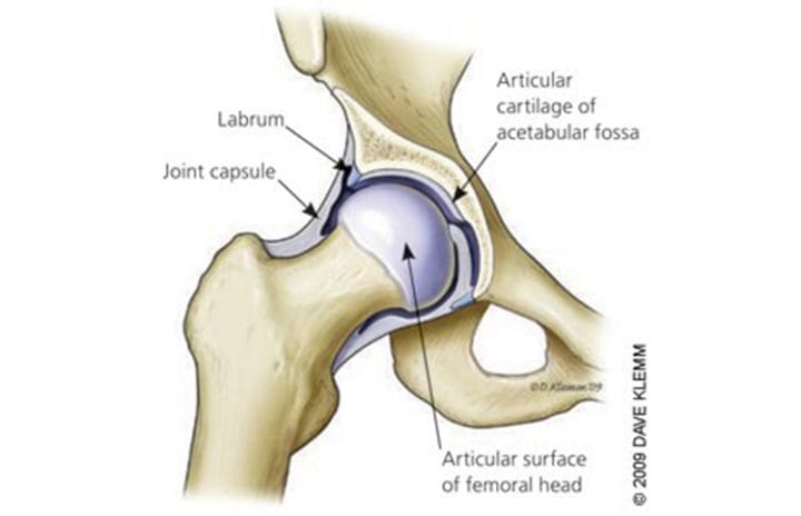 Hip joint image